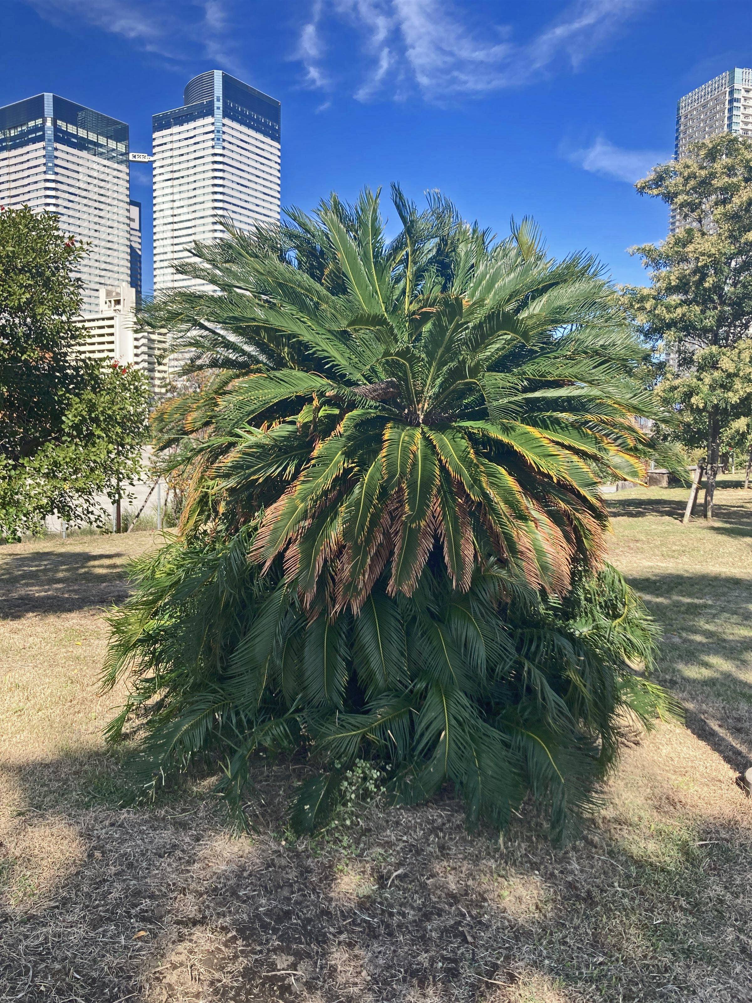 ヤシの木【筆者撮影】